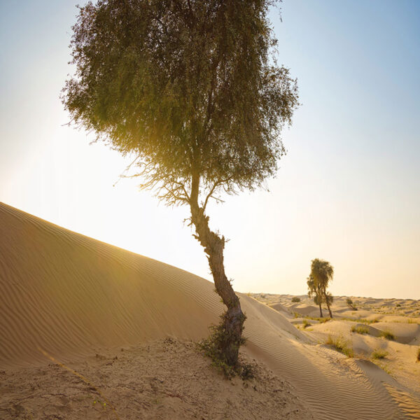 Our Green Promise – Empty Quarter Press